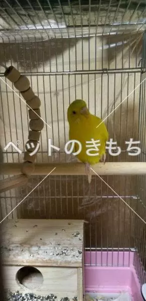 迷子鳥の画像