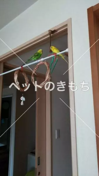 迷子鳥の画像