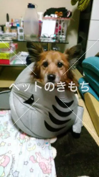 迷子犬の画像