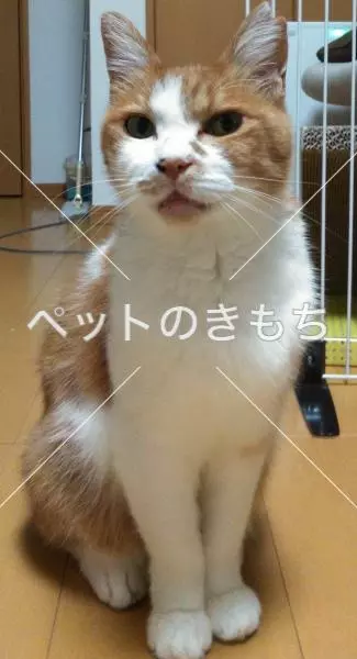迷子猫の画像