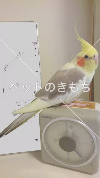 迷子鳥の画像