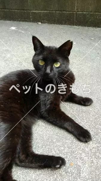 迷子猫の画像
