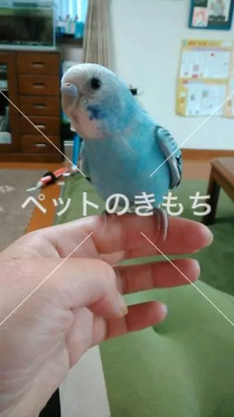 迷子鳥の画像