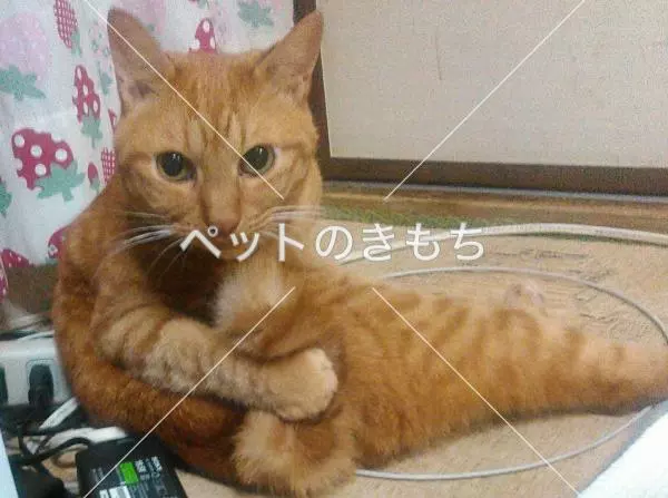 迷子猫の画像