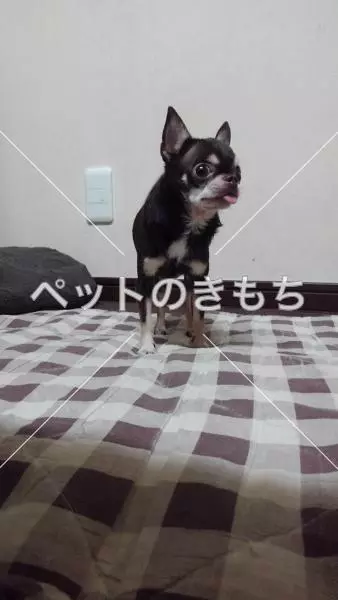 保護犬の画像