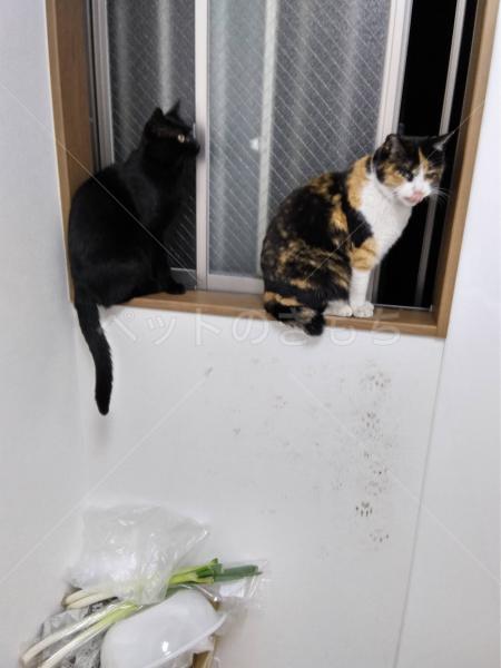 迷子猫の画像