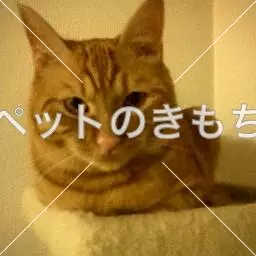 迷子猫の画像
