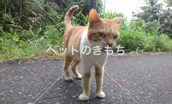 保護猫の画像