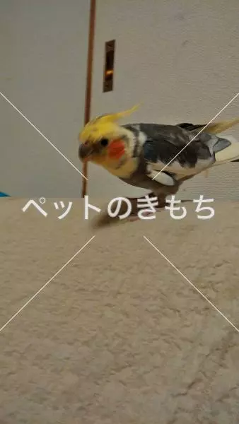 迷子鳥の画像