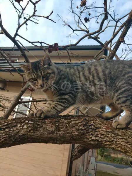 迷子猫の画像