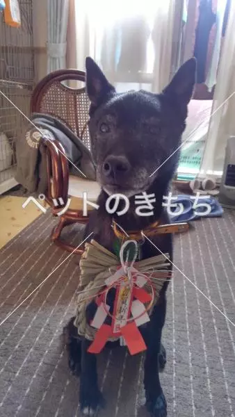 迷子犬の画像