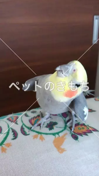 迷子鳥の画像