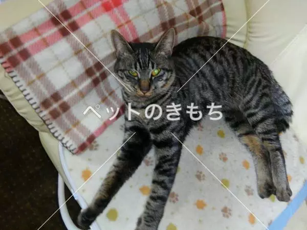 迷子猫の画像