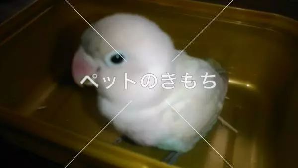 迷子鳥の画像