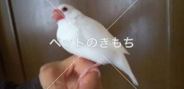 迷子鳥の画像