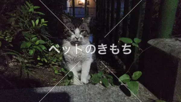 迷子猫の画像