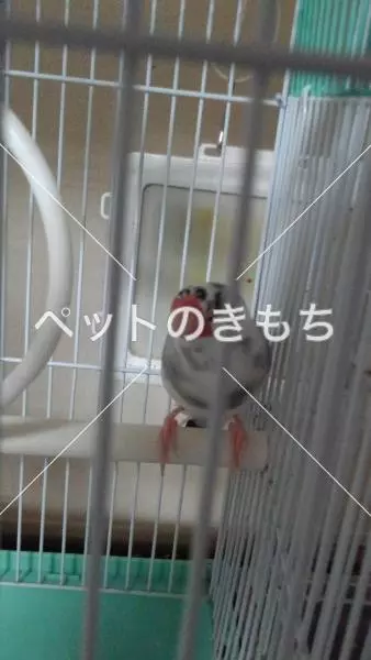 迷子鳥の画像