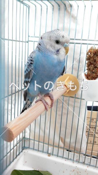 保護鳥の画像