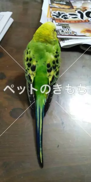 迷子鳥の画像