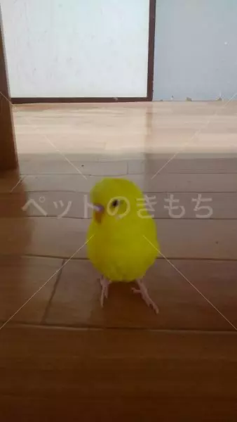 迷子鳥の画像