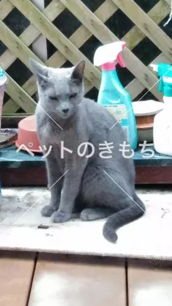 保護猫の画像