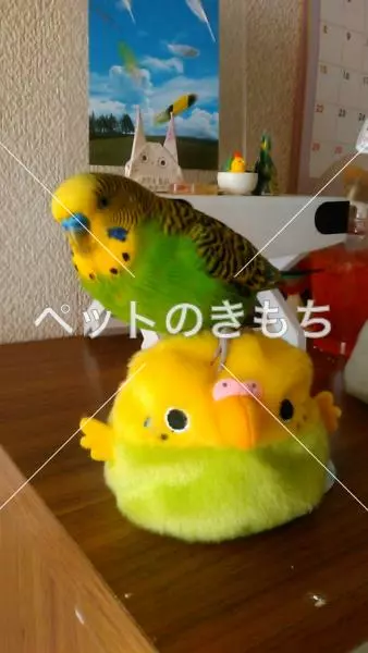 迷子鳥の画像