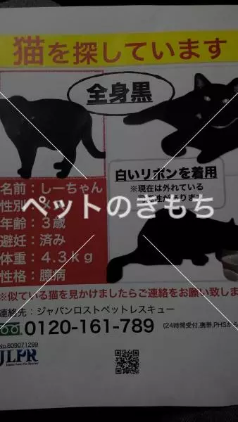 迷子猫の画像