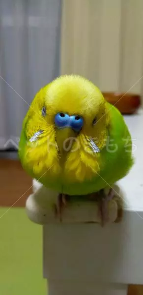 迷子鳥の画像