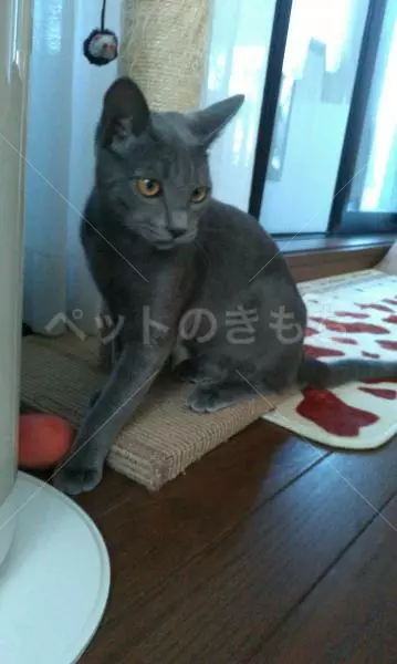 迷子猫の画像