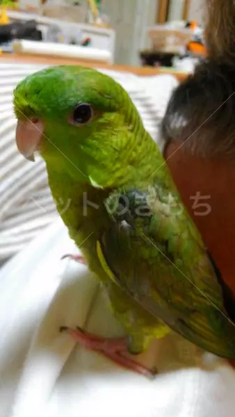 コメント投稿の画像