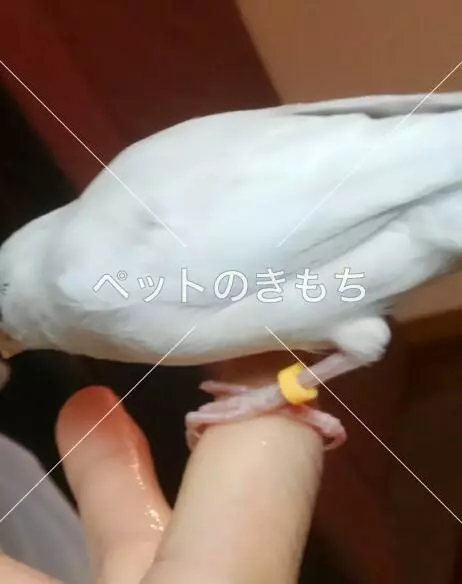 迷子鳥の画像