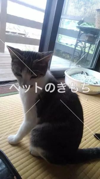 保護猫の画像