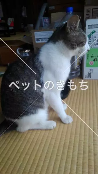 迷子猫の画像