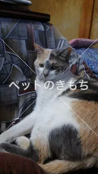 迷子猫の画像