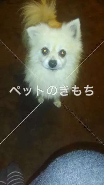 保護犬の画像