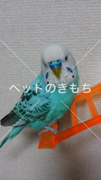 迷子鳥の画像