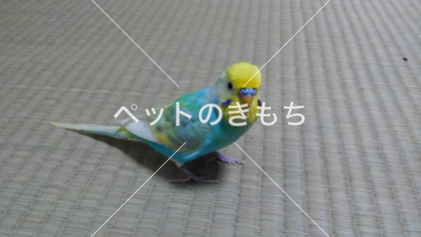 迷子鳥の画像