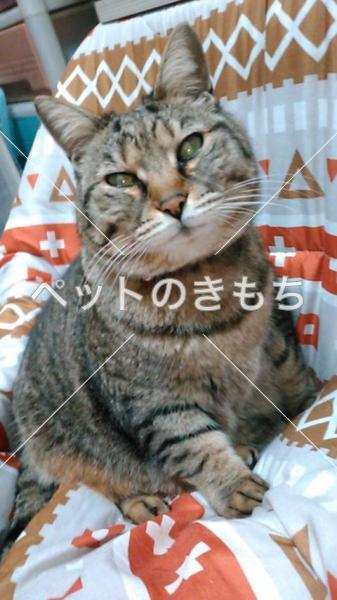 迷子猫の画像