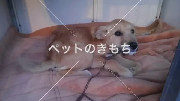 保護犬の画像