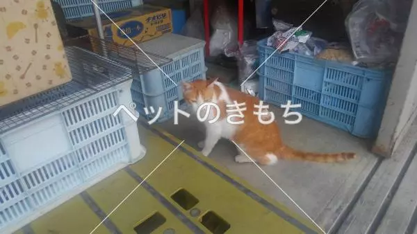 迷子猫の画像