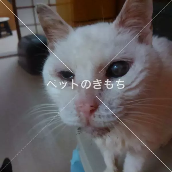 迷子猫の画像