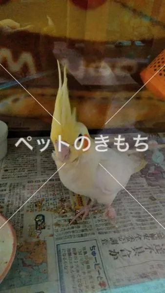 迷子鳥の画像
