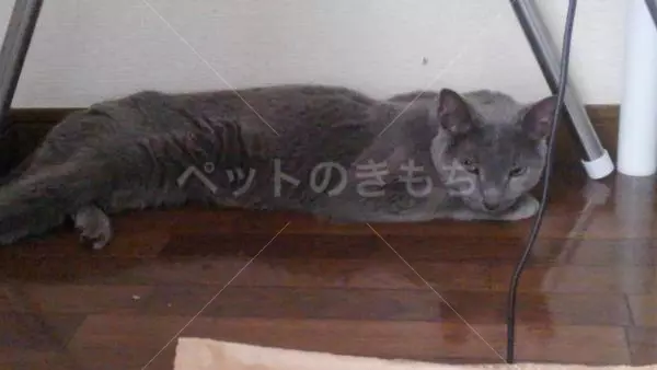 保護猫の画像