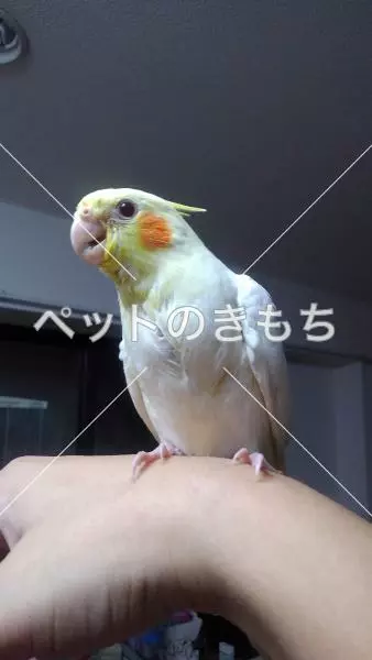 迷子鳥の画像