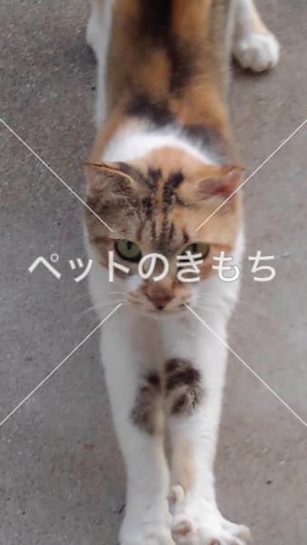 保護猫の画像