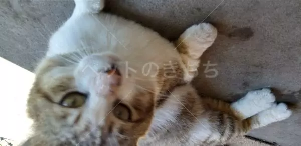 迷子猫の画像