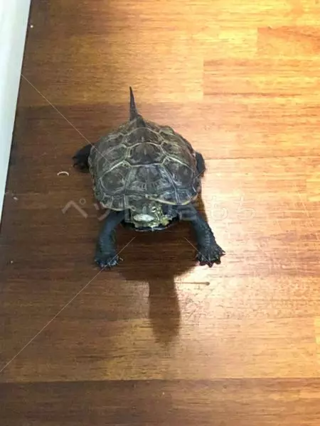 迷子ペットの画像