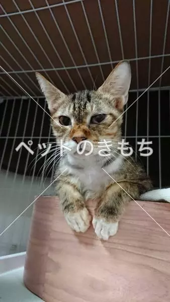 保護猫の画像