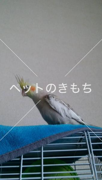 迷子鳥の画像