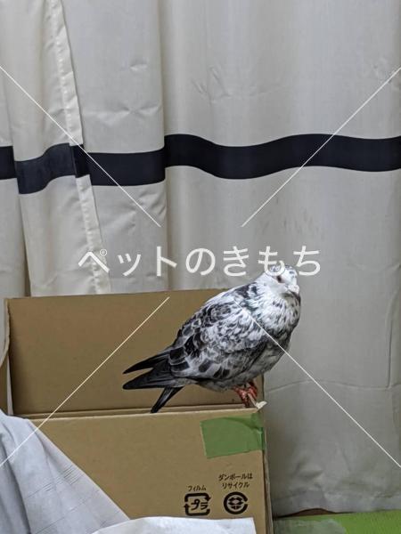 保護鳥の写真